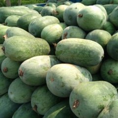 2016故城冬瓜值得出手