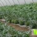 2016太和西瓜走过路过不要错过
