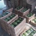 江夏早春红玉 陈勇诚信合作