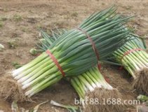 东昌府长白大葱大量上市中，本地特产