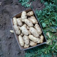 安丘市万亩土豆已大量上市