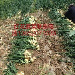 山东郯城圆葱（卡木一）洋葱何去何从