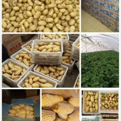 肥城荷兰土豆大量供应