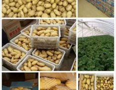 肥城荷兰土豆大量供应
