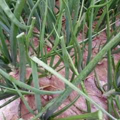 宁陵洋葱面积很大，现在正是洋葱长势期