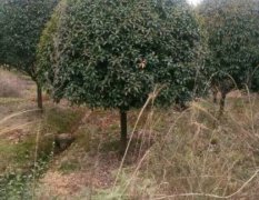 广西全州桂花树，银杏树绿化苗木上货量大