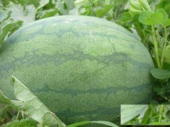 2016年山东单县高抗8号价格