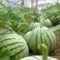 新沂高流鲍支援5月8424西瓜