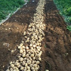 河南省偃师土豆早买早赚