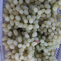 鄯善葡萄名扬天下,台台王建平诚信合作