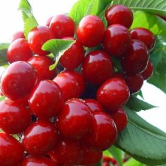 山东莱州红灯樱桃长势旺盛