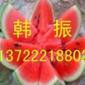 河北保定韩震大量供应西瓜