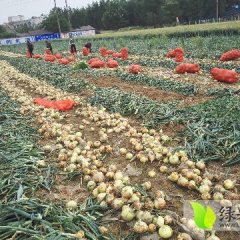 河南新野黄皮洋葱价格适宜