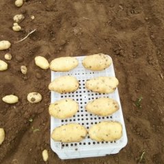 泗水土豆著名品牌,杨柳张飞诚信合作