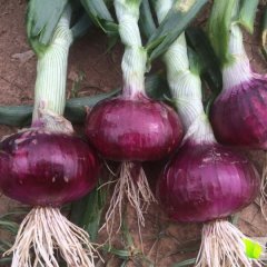 河南南阳红皮洋葱上市了，质量极优，附有实物