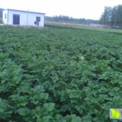 山东梁山荷兰十五土豆价格适宜