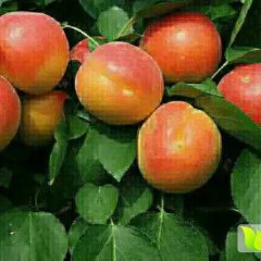 大荔范家邢力强5月红枫杏杏子