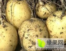 岱岳顺天蔬菜合作社早大白土豆现已上市