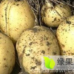 岱岳顺天蔬菜合作社早大白土豆现已上市