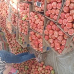 2016滑县西红柿价格波动不大