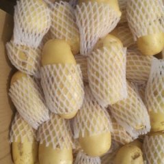 滕州土豆聚焦市场姜屯张经理诚信合作