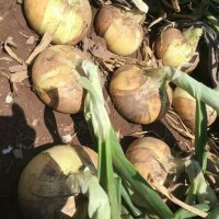2019年山东郯城圆葱（卡木一）洋葱价格