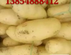 大量供应肥城土豆