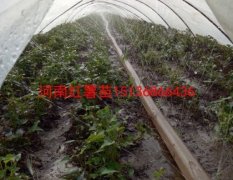 河南禹州紫薯苗 高淀粉红薯种苗著名品种