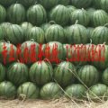 山东昌乐京欣西瓜绿色无公害