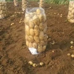 滕州界河土豆大量上市