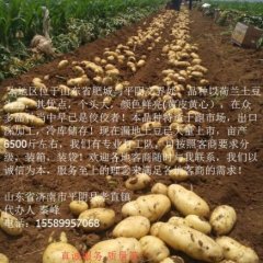 山东平阴荷兰十五土豆著名品牌