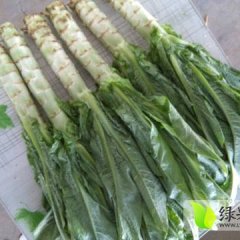 三原三原武超5月莴笋豆角