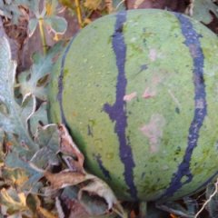 饶阳西瓜产销两旺王岗张女士诚信合作