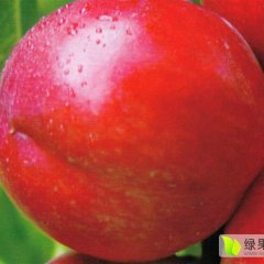 大荔平民杨先生5月中油5号油桃