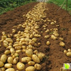 平阴孝直梁健5月荷兰十五土豆
