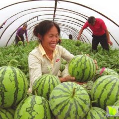 陕西蒲城大棚西瓜价格