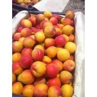 大荔大荔党力康5月丰园红杏杏子