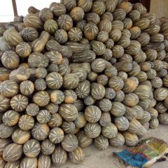 西乡塘南瓜产销两旺坛洛邓俢伟诚信合作