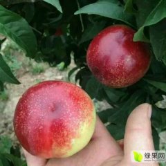 大荔范家张小虎5月中油5油桃