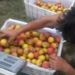 大荔杏子著名品种,范家张小虎诚信合作