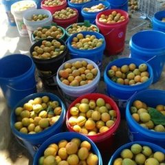 陕西大荔金太阳杏杏子聚焦市场