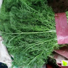 河北邯郸永年供应茴香苗