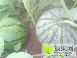 京欣价格