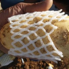 泗水土豆著名品牌山东张荣科诚信合作