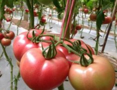 安丘硬粉西红柿有绿色食品印证开始大量上市