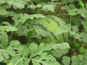 河北阜城863开始上市