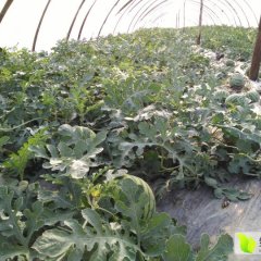 丘北曰者张先生5月8424西瓜