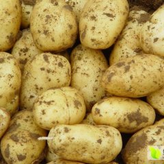 山东滕州荷兰十五土豆上货量大