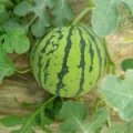 夏邑北镇贾光永5月8424西瓜
