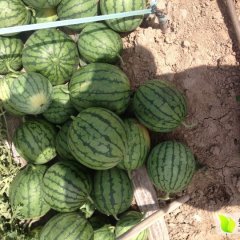 大荔西瓜 水果代收20多年